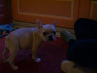 Dyesel une bouledogue rigolotte de 2 mois