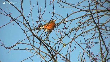 stop overthinking beautiful Relaxing Musique for stress Relief calm your Mand