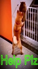 Dog Attempts To Help Cat Over Fence