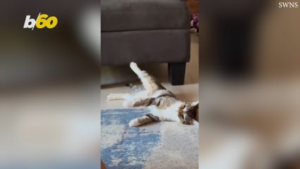 Post-Vet Cat Comically Fails to Climb Couch