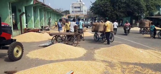 सोयाबीन के भावों में कमी, भूमिपुत्रों में मायूसी