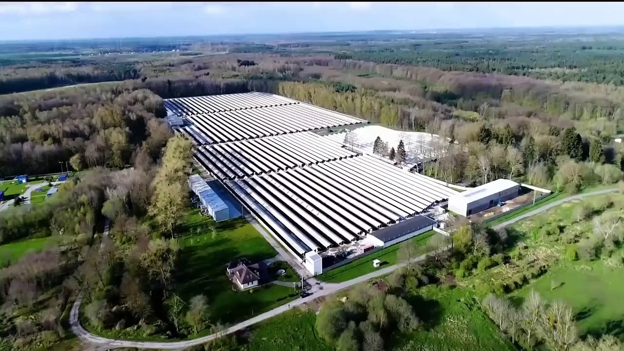 Amazing Mink Farming Technique - Mink Fur Harvest and Processing in Factory - Mink Fur industry