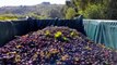 Amazing Grape Harvesting and Processing Grape Juice  - Modern agricultural harvesting machines