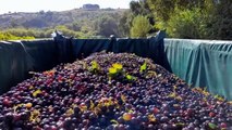 Amazing Grape Harvesting and Processing Grape Juice  - Modern agricultural harvesting machines