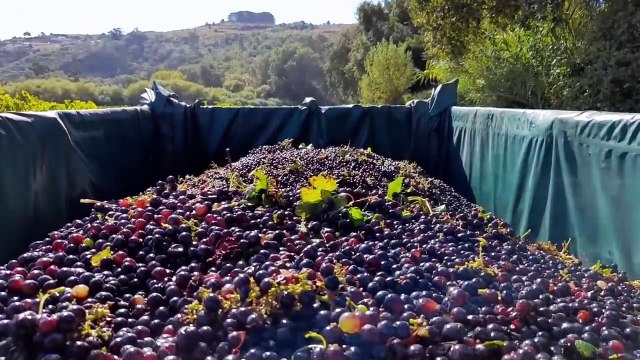 Amazing Grape Harvesting and Processing Grape Juice - Modern agricultural harvesting machines