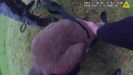 Runaway kangaroo captured by Durham police