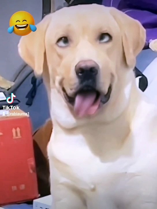 Funny video 
