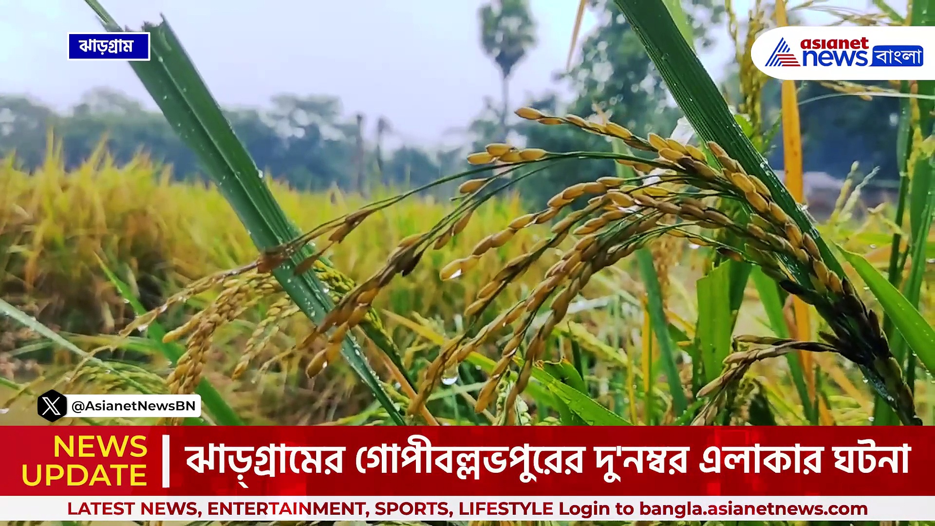 ঝাড়গ্রাম : সর্বনাশা বৃষ্টিতে জলের তলায় সোনার ফসল, মাথায় হাত চাষিদের!