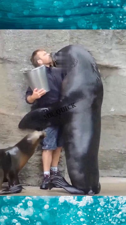 Sea_Lion#shorts