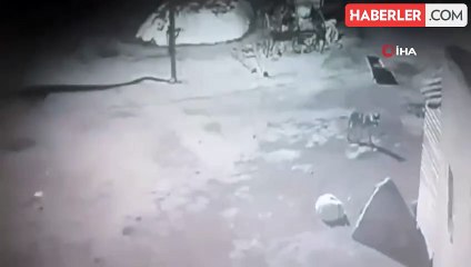 Kars'ta aç kalan kurdun bir köpeği sürükleyerek götürdüğü anlar güvenlik kamerasına yansıdı