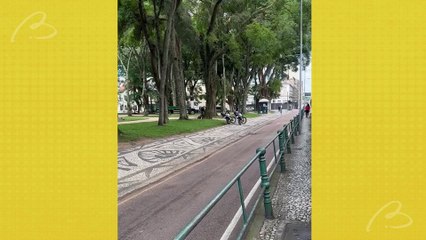 Ataque de marimbondos deixa três feridos em praça de Curitiba