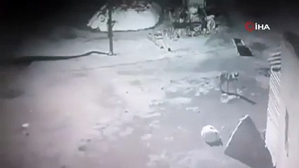 Aç kalan kurt köpeği parçaladı! O anlar anbean kamerada