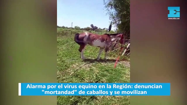 Alarma por el virus equino en la Región: denuncian mortandad de caballos y se movilizan