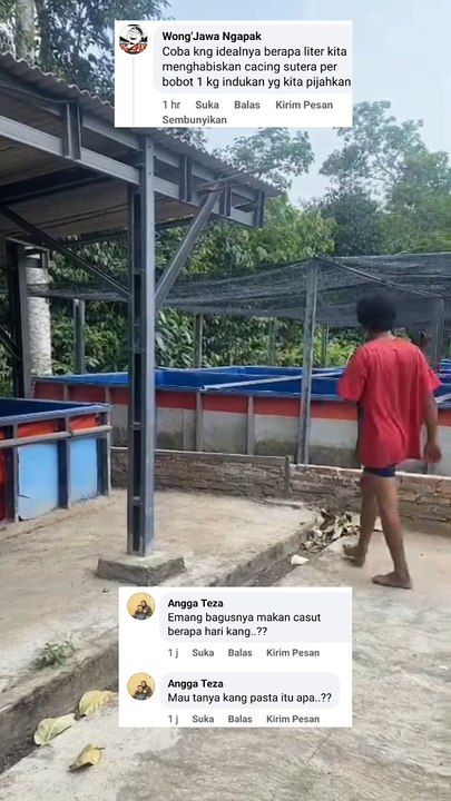 Pemijahan 1 pasang indukan lele menghabiskan berapa CACING SUTERA❓ IDEALNYA