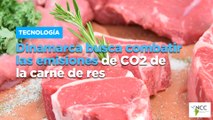 Dinamarca busca combatir las emisiones de CO2 de la carne de res