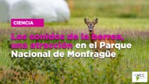 Los sonidos de la berrea, una atracción en el Parque Nacional de Monfragüe