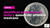 Identifican patógenos en leche y quesos del altiplano mexicano