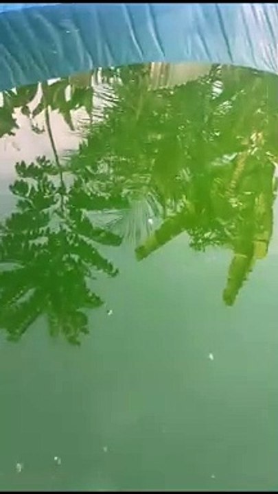 The Power Of NITROBACTER  Pemupukan air kolam jadi cepat