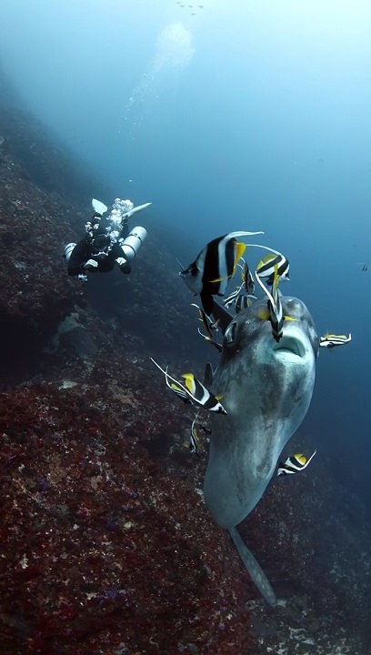 Mola-Mola Gets Cleaned By Fish