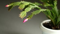 How to Propagate Christmas Cactus Plants from Cuttings