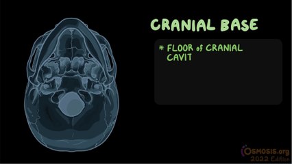 Osmosis - Anatomy of Human Skull