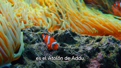 Viajar a Las Maldivas