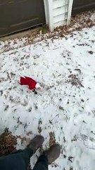 Chihuahua Takes His Snow Boots For a Test Run