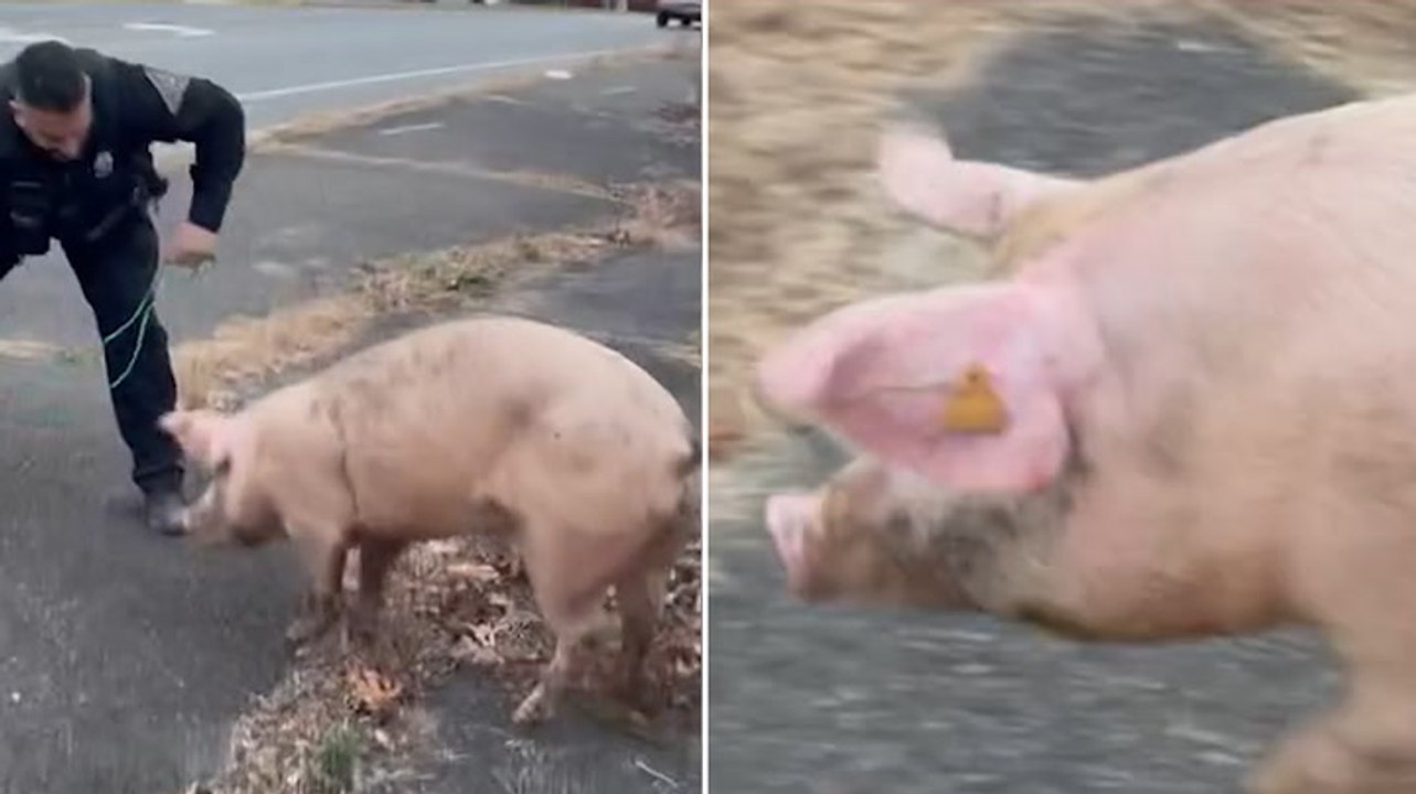 Runaway pig evades capture by police in New Jer...