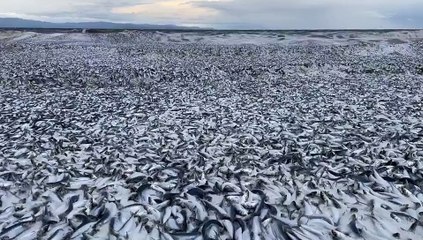 BREAKING: Massive number of dead fish washing up along the coast of northern Japan