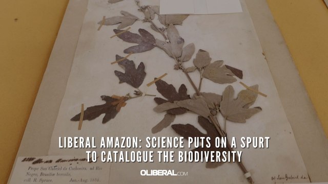 Liberal Amazon: Science puts on a spurt to catalogue the biodiversity