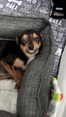 Young Disabled Chihuahua Has So Much To Say