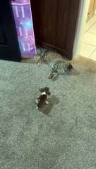 Beagle Puppy Tries to Play With Cat