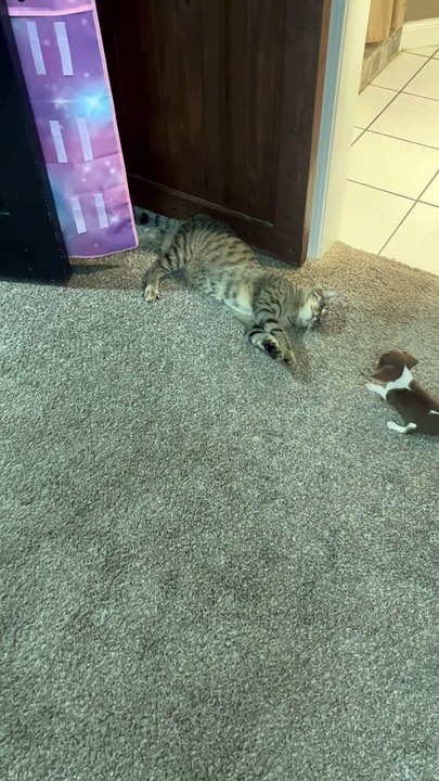Beagle Puppy Tries to Play With Cat