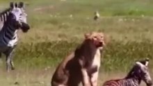 LIONESS HUNTED BABY ZEBRA/WILD ANIMALS ATTACKS COMPILATION