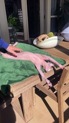 Sphynx Cat Basks In The Sunlight