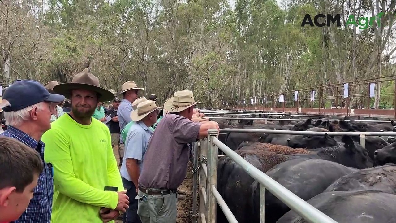 Myrtleford Christmas special cattle sale | December 8, 2023 | Stock & Land