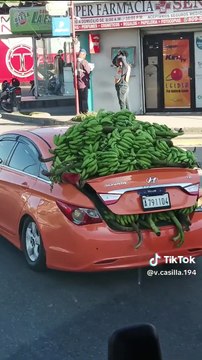 ¡Insólito! Auto sorprende a transeúntes al llevar enorme cantidad de plátanos verde en la maletera: Tremenda fortuna