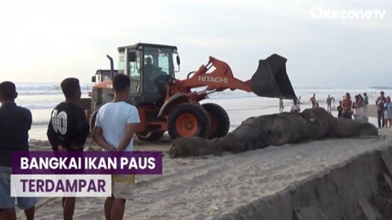 Bau Menyengat, Bangkai Ikan Paus Berukuran Raksasa Terdampar di Pantai Double Six Bali