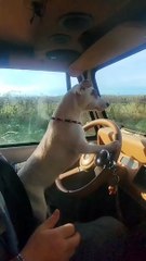 Future is here are self driving Cars