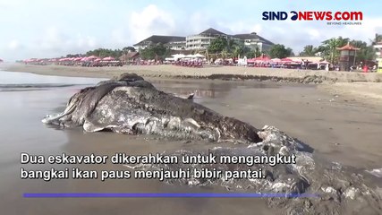 Bangkai Ikan Paus Berukuran Raksasa Terdampar di Pantai Double Six Bali