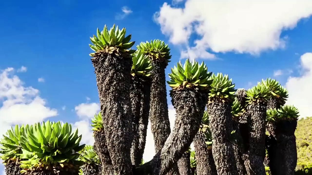 Hùng vĩ đỉnh núi cao nhất châu Phi Kilimanjaro