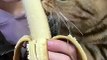 Cat Want To Eat Banana | Animals Funny Reactions | Animals Funny Moments | Hungary Cat Reactions #animal #pets #cats #satisfyingvideos #catshorts #pets #animals #fun #love #cute #beautiful #funny