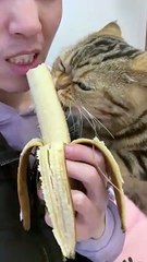 Download Video: Cat Want To Eat Banana | Animals Funny Reactions | Animals Funny Moments | Hungary Cat Reactions #animal #pets #cats #satisfyingvideos #catshorts #pets #animals #fun #love #cute #beautiful #funny