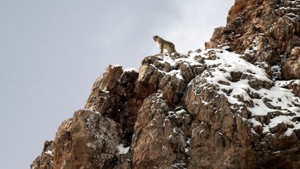 La panthère des neiges