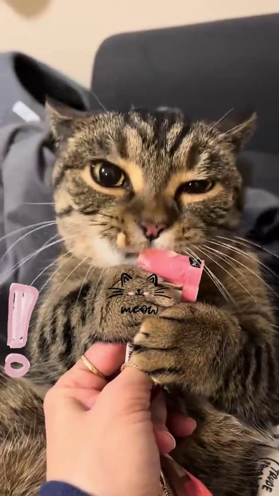 Paws and Play: Whisker Wonderland - A Cat-tastic Journey into Feline Adventures!  #WhiskerWonderland #CatAdventures
