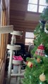 Un chat espionne les oiseaux depuis l’intérieur du sapin de Noël