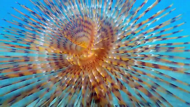 Une fleur sous les vagues