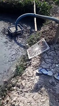 Basah, kotor, main lumpur itu biasa bagi kami pembudidaya ikan lele