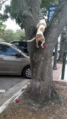 Le chien adore grimper aux chênes