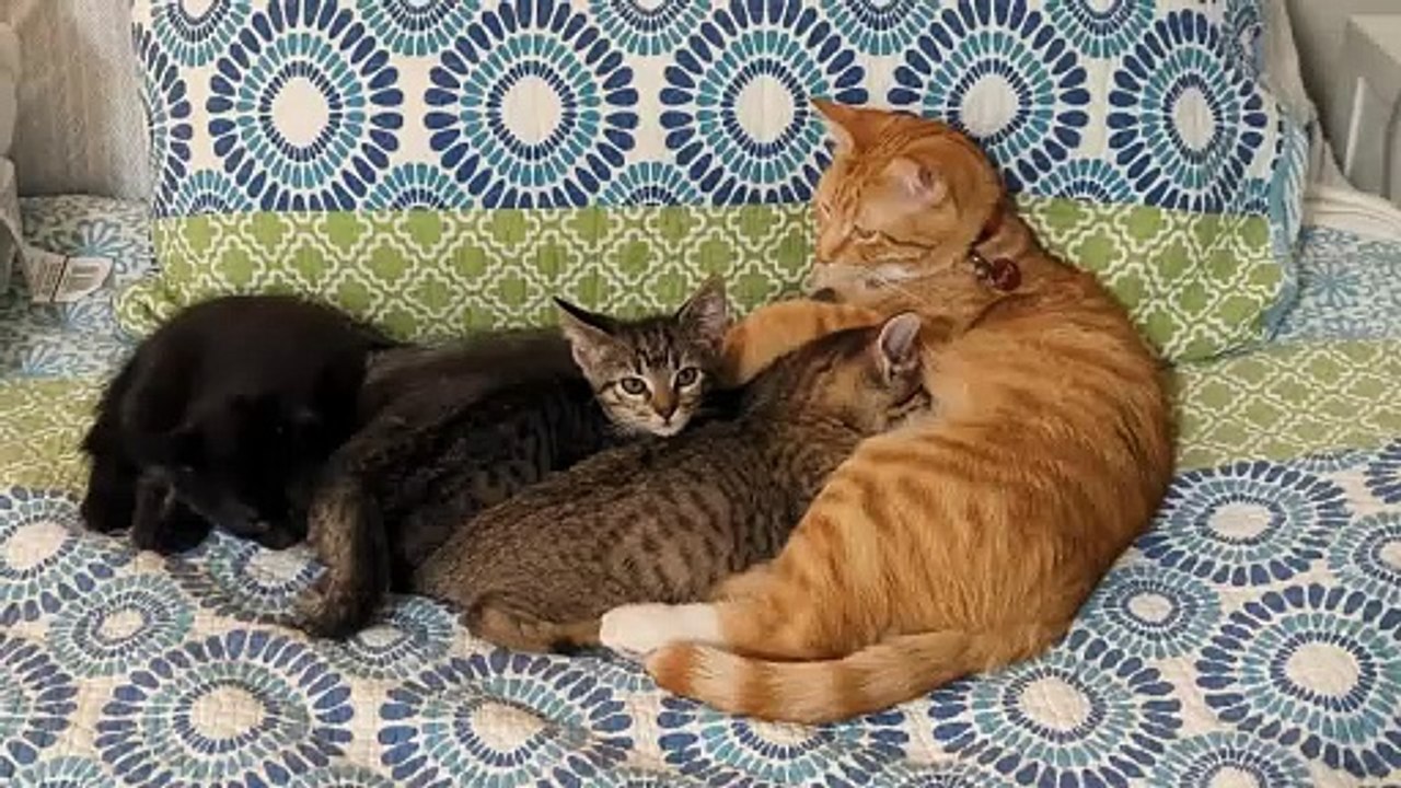 Un chat mâle laisse téter les chatons adoptifs